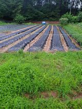 팜모닝 들깨·자유게시판 게시글 이미지