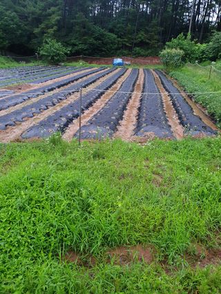 김주희님의 들깨 · 자유게시판 작성글 사진