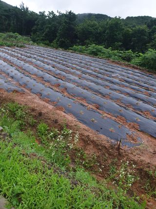 김주희님의 들깨 · 자유게시판 작성글 사진