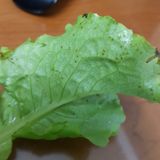 팜모닝 상추·병해충상담 게시글 이미지