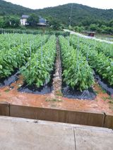 팜모닝 참깨·영농일지 게시글 이미지