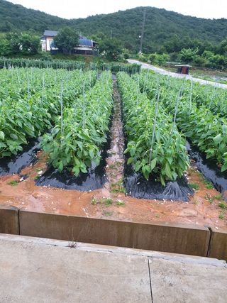 김주희님의 참깨 · 영농일지 작성글 사진