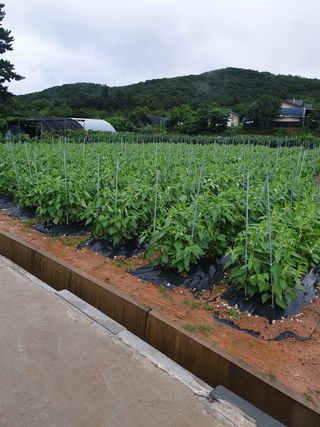 김주희님의 참깨 · 영농일지 작성글 사진