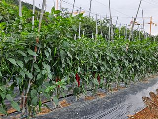 박종언님의 고추 · 수확 작성글 사진