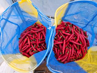 박종언님의 고추 · 수확 작성글 사진