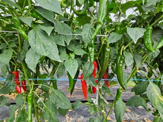 박종언님의 고추 · 수확 작성글 사진