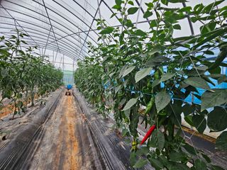 박종언님의 고추 · 수확 작성글 사진