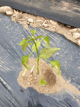 쪼짜님의 고추 · 병해충상담 작성글 사진