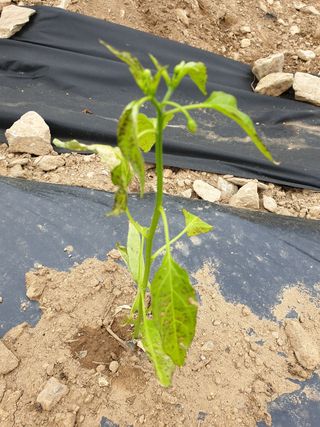 쪼짜님의 고추 · 병해충상담 작성글 사진