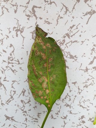 쪼짜님의 고추 · 병해충상담 작성글 사진