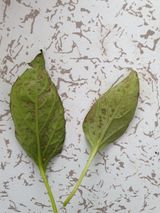 팜모닝 고추·병해충상담 게시글 이미지