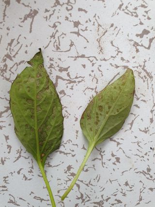 쪼짜님의 고추 · 병해충상담 작성글 사진