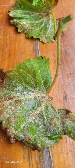 ♡ 예린농원 농장님의 포도 · 자유게시판 작성글 사진