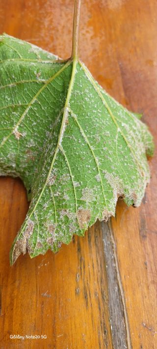 ♡ 예린농원 농장님의 포도 · 자유게시판 작성글 사진