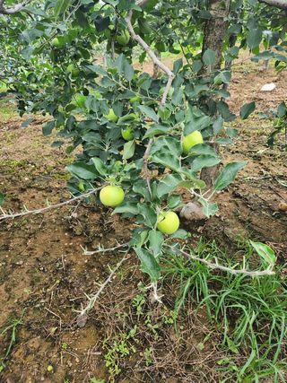 호계농원님의 사과 · 영농일지 작성글 사진