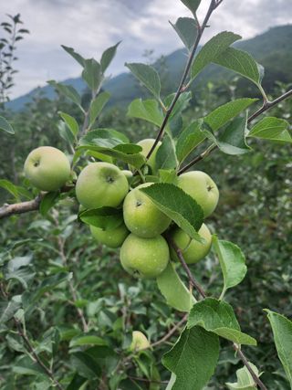 호계농원님의 사과 · 영농일지 작성글 사진