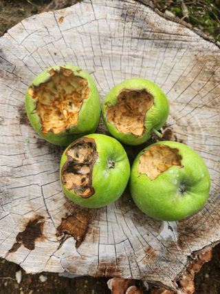 호계농원님의 사과 · 영농일지 작성글 사진