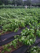 팜모닝 참깨·자유게시판 게시글 이미지