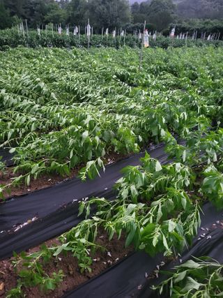 논산상월안정환님의 참깨 · 자유게시판 작성글 사진