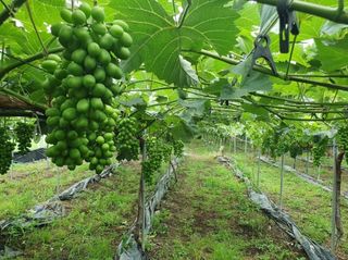 그린톡톡 오계상님의 기타작물 · 자유게시판 작성글 사진