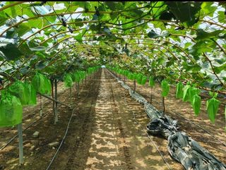 그린톡톡 오계상님의 기타작물 · 자유게시판 작성글 사진