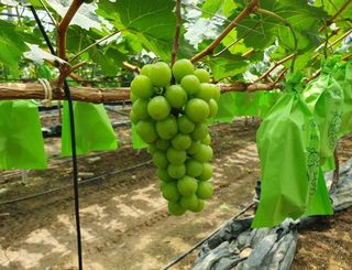 그린톡톡 오계상님의 기타작물 · 자유게시판 작성글 사진