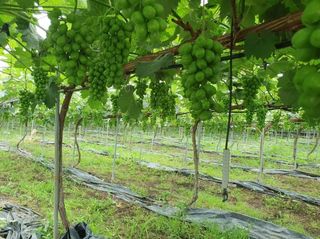 그린톡톡 오계상님의 기타작물 · 자유게시판 작성글 사진