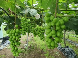 그린톡톡 오계상님의 기타작물 · 자유게시판 작성글 사진