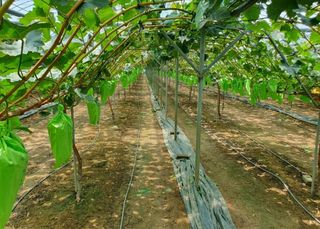 그린톡톡 오계상님의 기타작물 · 자유게시판 작성글 사진