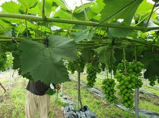 그린톡톡 오계상님의 기타작물 · 자유게시판 작성글 사진
