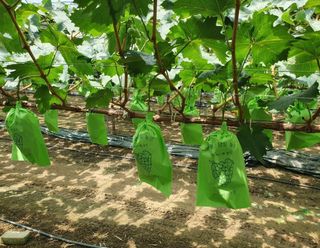 그린톡톡 오계상님의 기타작물 · 자유게시판 작성글 사진