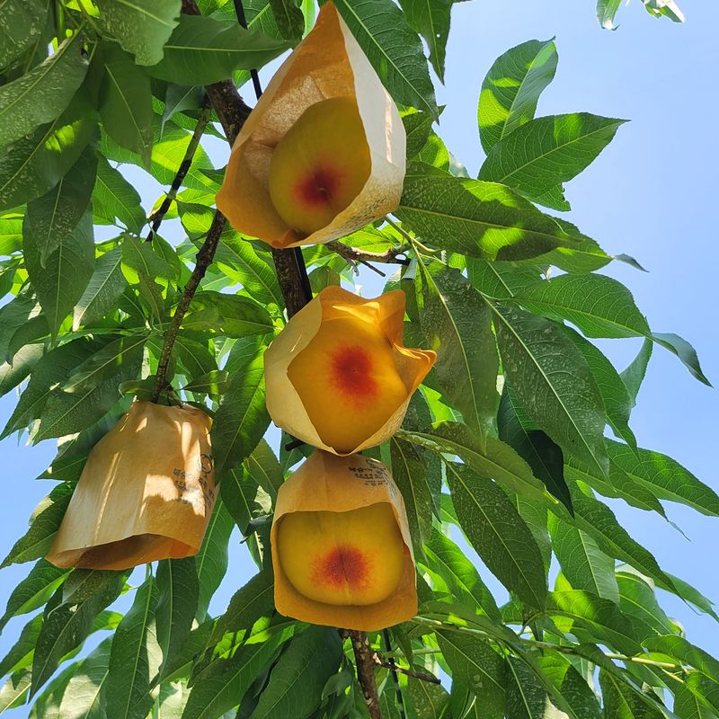 장터 상품 [복숭아 3kg] 썸네일