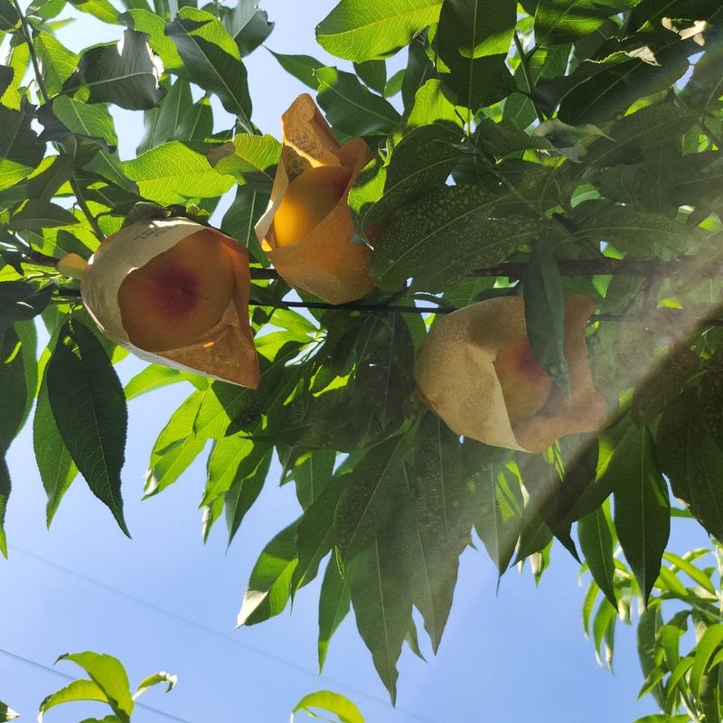 심명환님의 장터 판매 상품 [복숭아 3kg] 첨부 사진