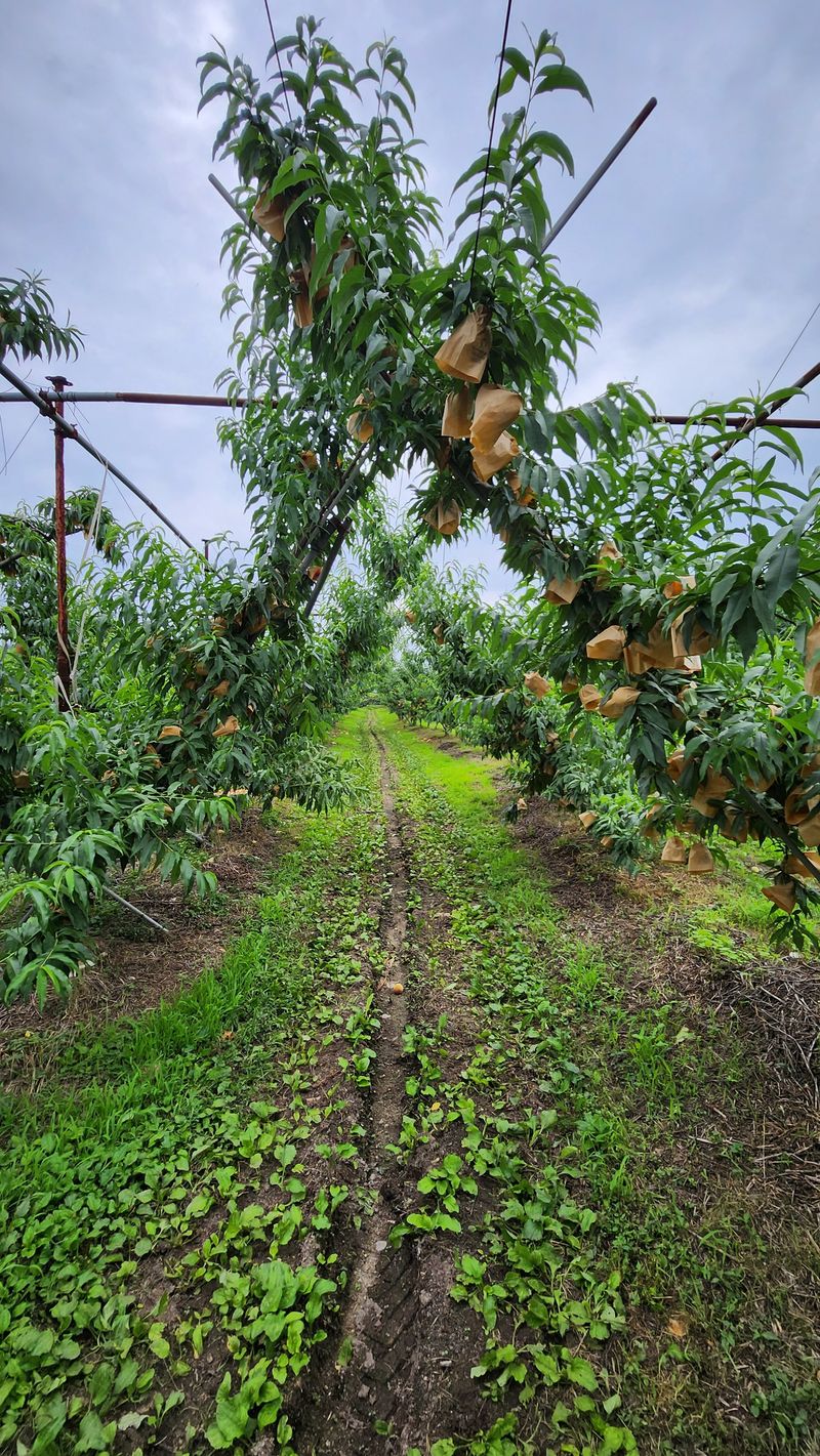 심명환님의 장터 판매 상품 [복숭아 3kg] 첨부 사진