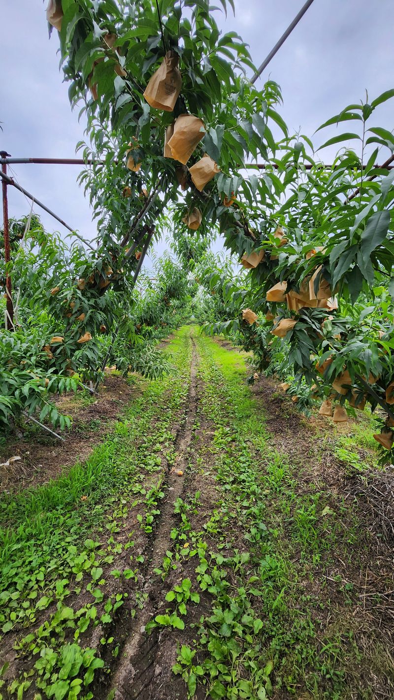 심명환님의 장터 판매 상품 [복숭아 3kg] 첨부 사진