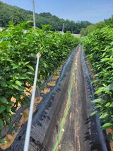 팜모닝 고추·비료•농약 게시글 이미지