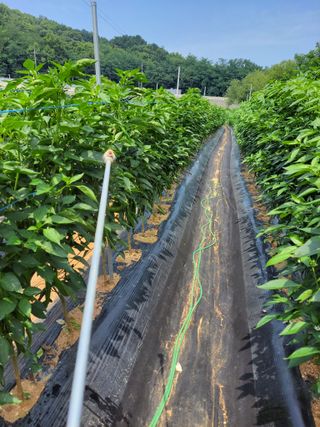 북극성짱님의 고추 · 비료•농약 작성글 사진