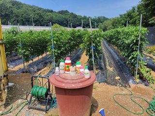 북극성짱님의 고추 · 비료•농약 작성글 사진