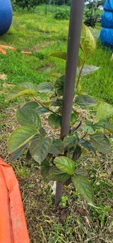 팜모닝 감·병해충상담 게시글 이미지