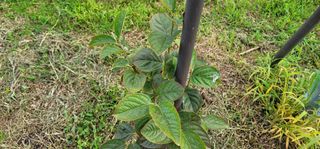 풀룻팜님의 감 · 병해충상담 작성글 사진