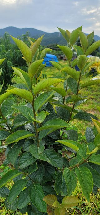 풀룻팜님의 감 · 병해충상담 작성글 사진