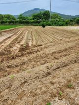 팜모닝 콩·영농일지 게시글 이미지