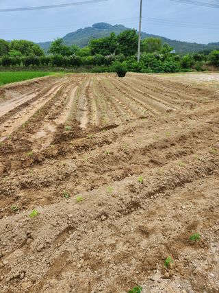 파더곰님의 콩 · 영농일지 작성글 사진