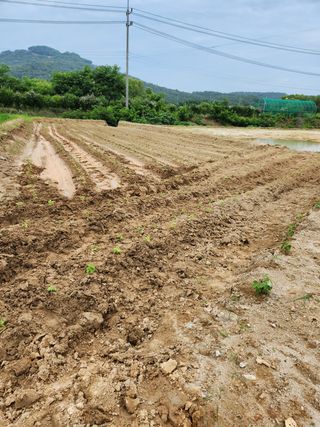 파더곰님의 콩 · 영농일지 작성글 사진