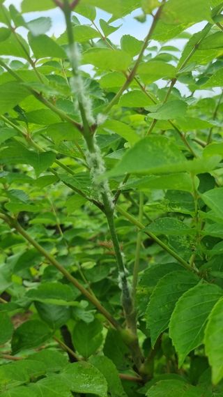 정운필님의 두릅 · 병해충상담 작성글 사진