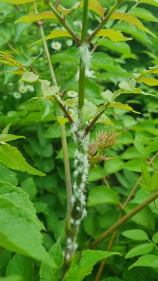 정운필님의 두릅 · 병해충상담 작성글 사진