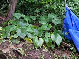 안창영님의 기타작물 · 영농일지 작성글 사진