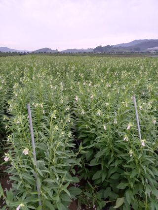 이영수님의 참깨 · 자유게시판 작성글 사진