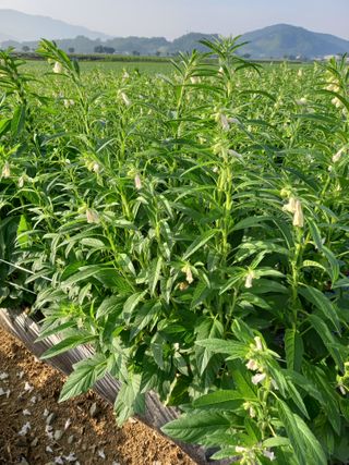 이영수님의 참깨 · 자유게시판 작성글 사진