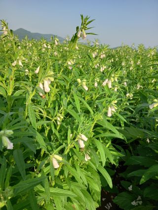 이영수님의 참깨 · 자유게시판 작성글 사진